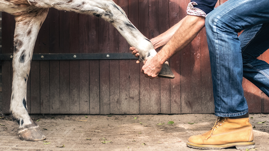 Een man heeft met beide handen een been van een paard vast. Hij voelt aan de voet en de hoef van het paard. Hij doet aan paardenverzorging. Op de achtergrond is de onderkant van een staldeur te zien.